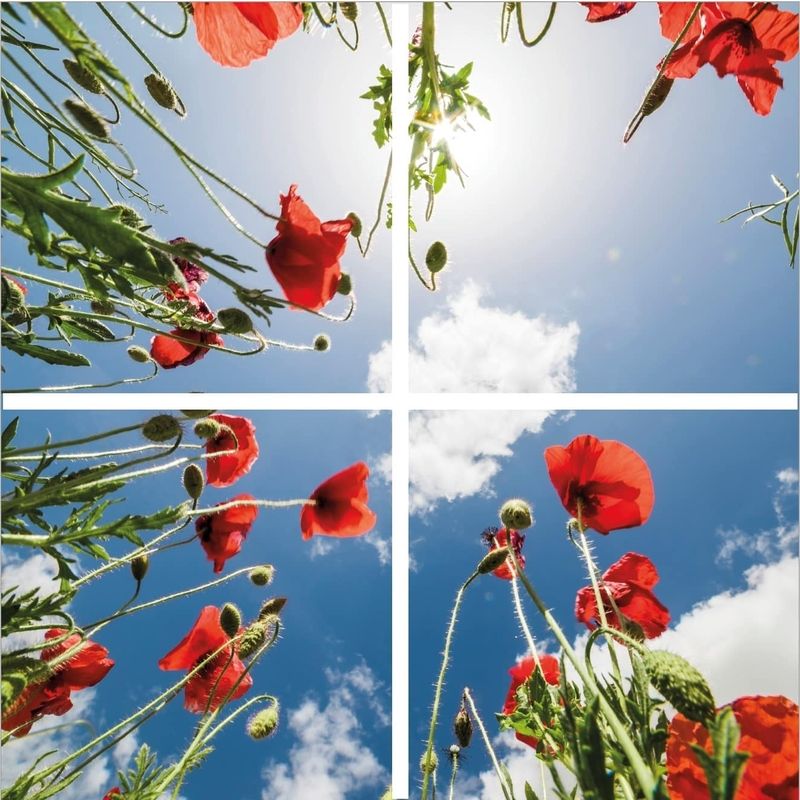 Impression photo coquelicot - lot de 4 plaques acryliques avec impression, pour panneaux LED 60x60 cm Impression photo coquelicot - lot de 4 plaques acryliques avec impression, pour panneaux LED 60x60 cm