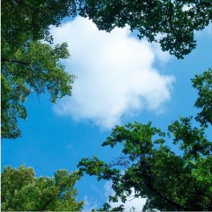 Impression photo nuage avec forêt - 1 plaque acrylique avec impression, pour panneaux LED 60x60 cm