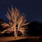 Éclairage d'arbre encastrable noir 50M, 10 leds par mètre, IP67 - Blanc chaud